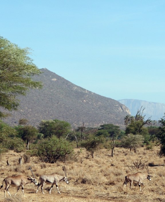 Trees in Kenya
