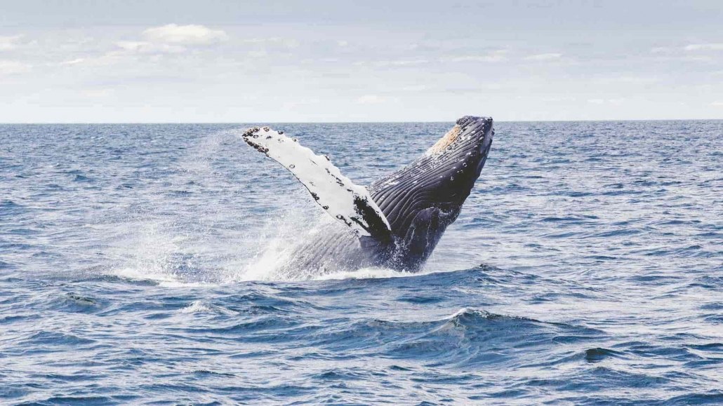 Whale Emerging from Water