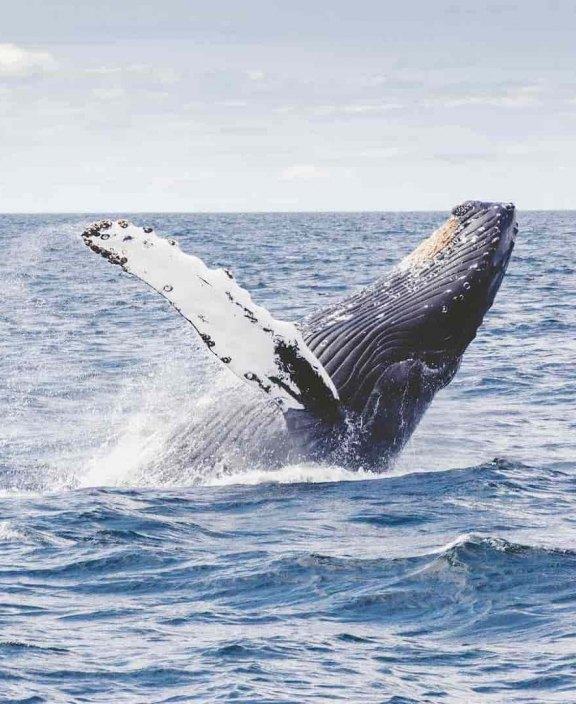 Whale Emerging from Water