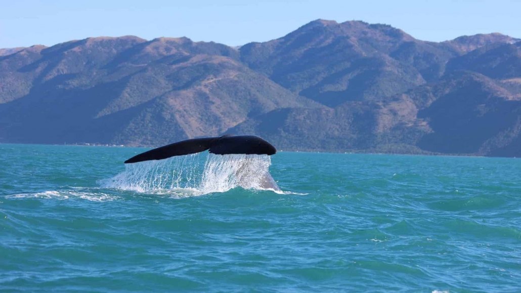 Whale Tail Emerging from Water