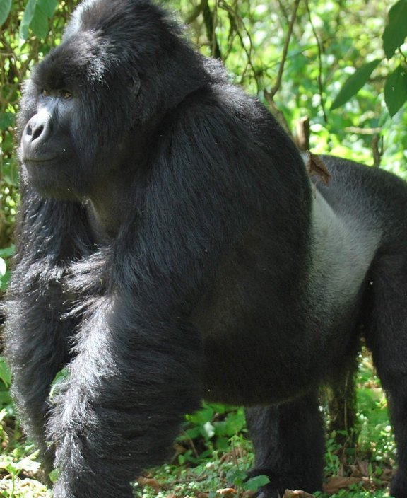 Gorilla in Bush