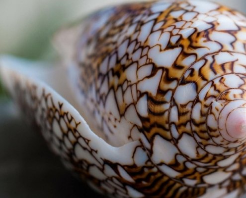 Seychelles Snail Macro Shot