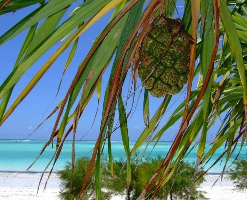 Zanzibar Beach Foliage