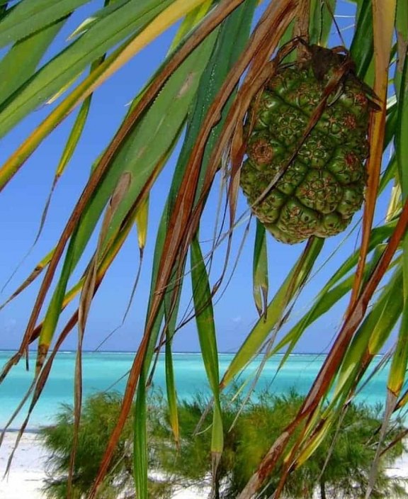 Zanzibar Beach Foliage