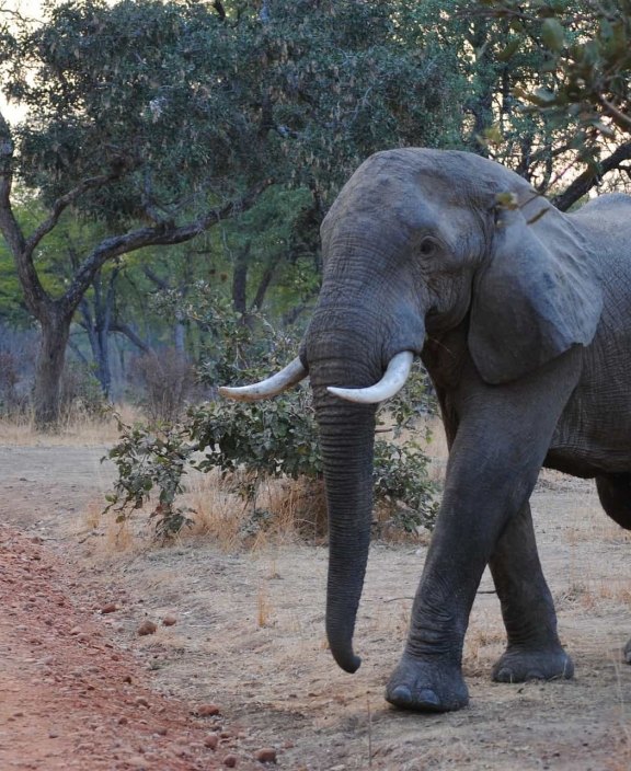 Zambia Elephant