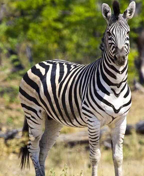 A Guide To Botswana S Zebra Migration True Travel A Guide To Botswana S Zebra Migration True Travel