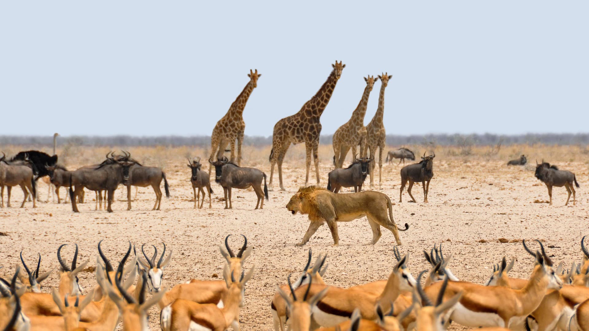 Here Are the Animals You'll See in the Kalahari Desert - True Travel