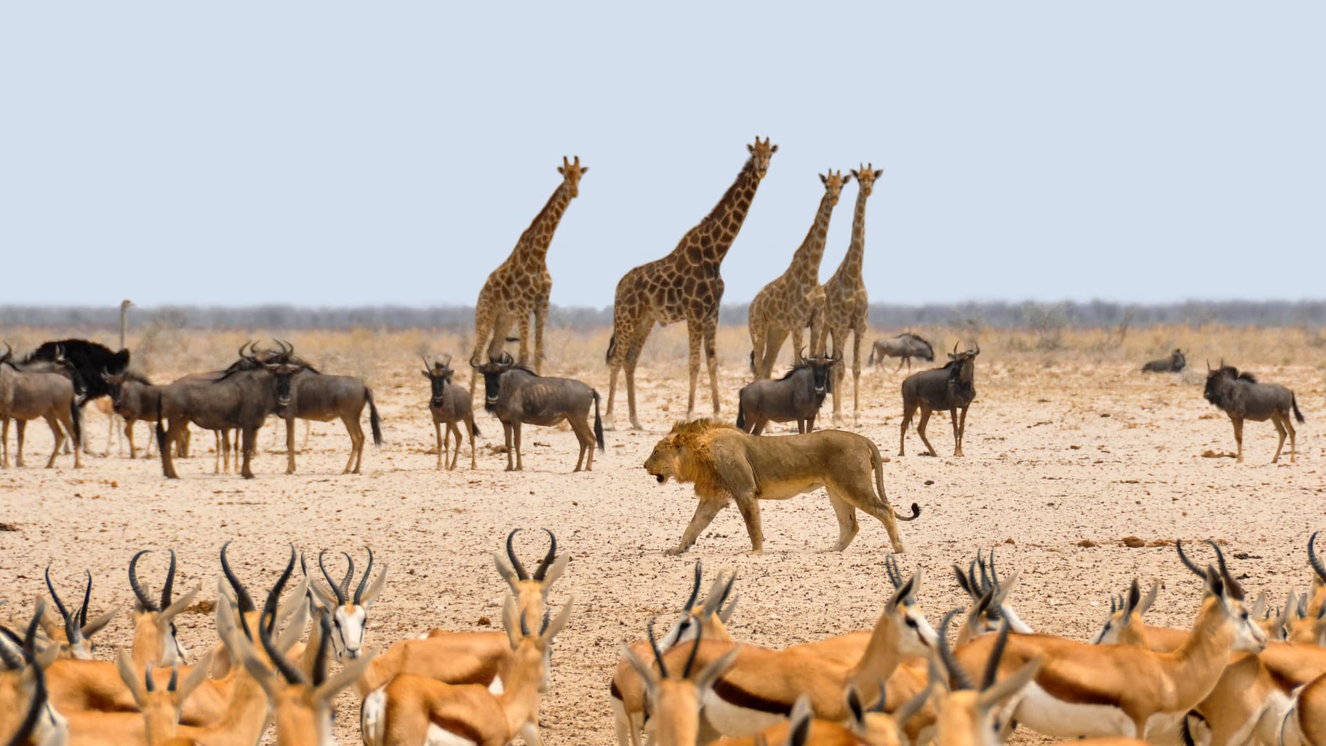 Here Are the Animals You'll See in the Kalahari Desert - True Travel Here Are the Animals You'll See in the Kalahari Desert - True Travel
