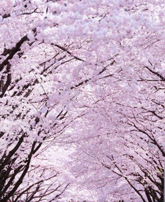 Cherry Blossom Close Up