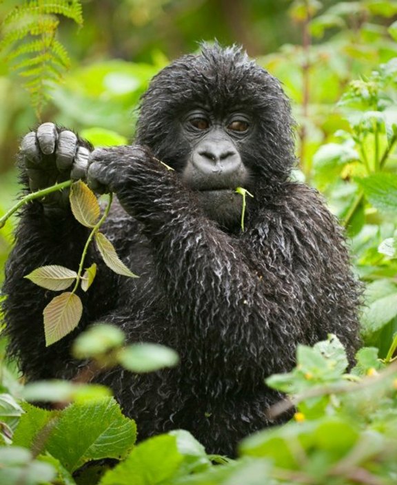 Gorilla Bwindi Lodge