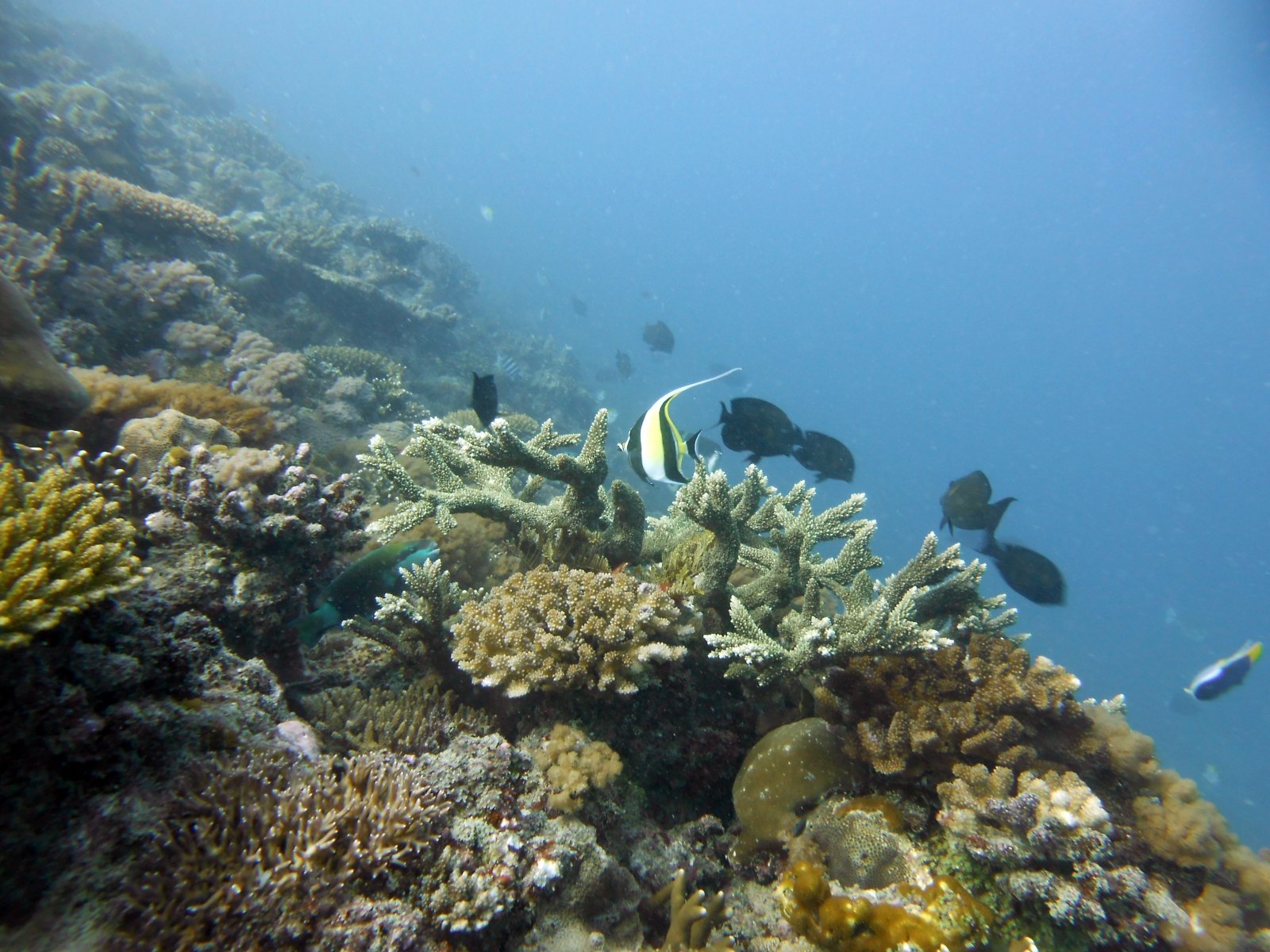 Fanjove Private Island