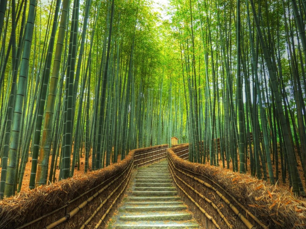 Japanese Bamboo Trail