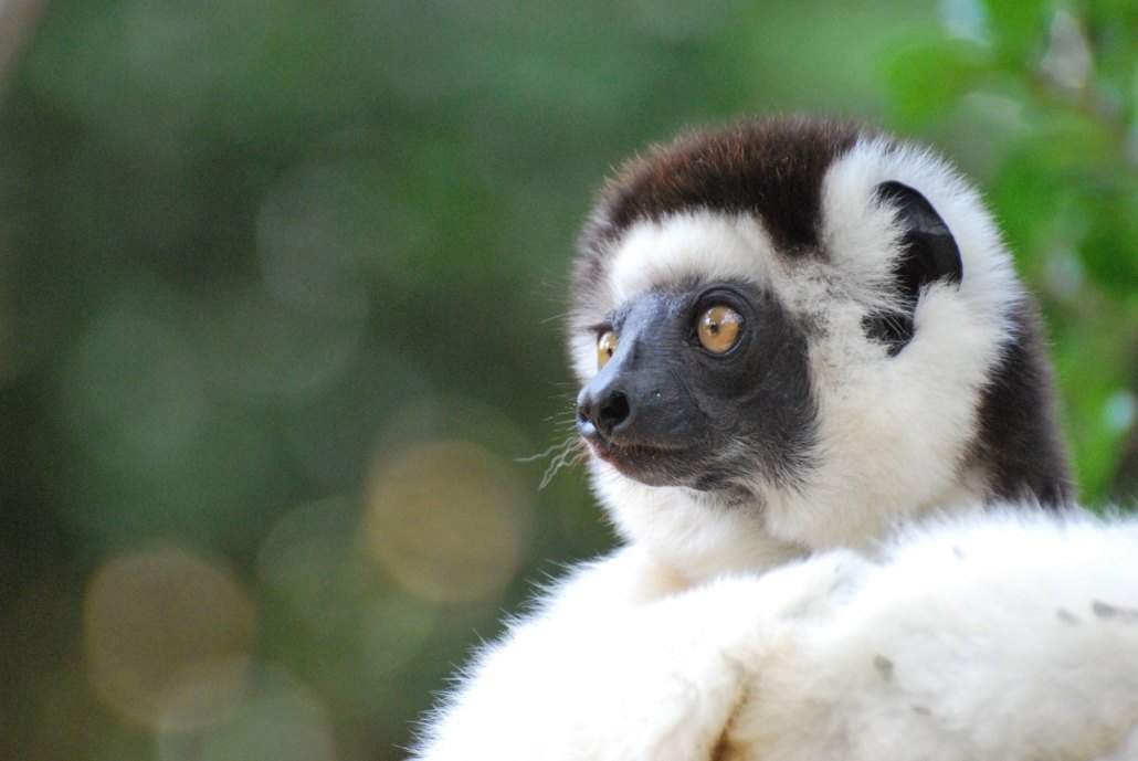 A sighting of Madagascar's popular primate, the ring-tailed lemur