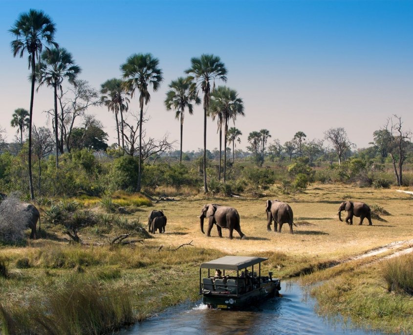 Okavango Delta Safari - Game Drive