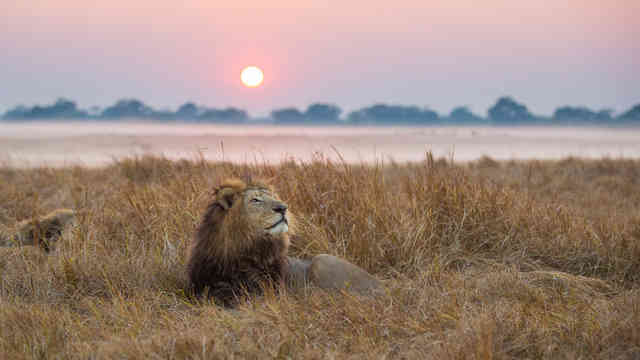 Lion