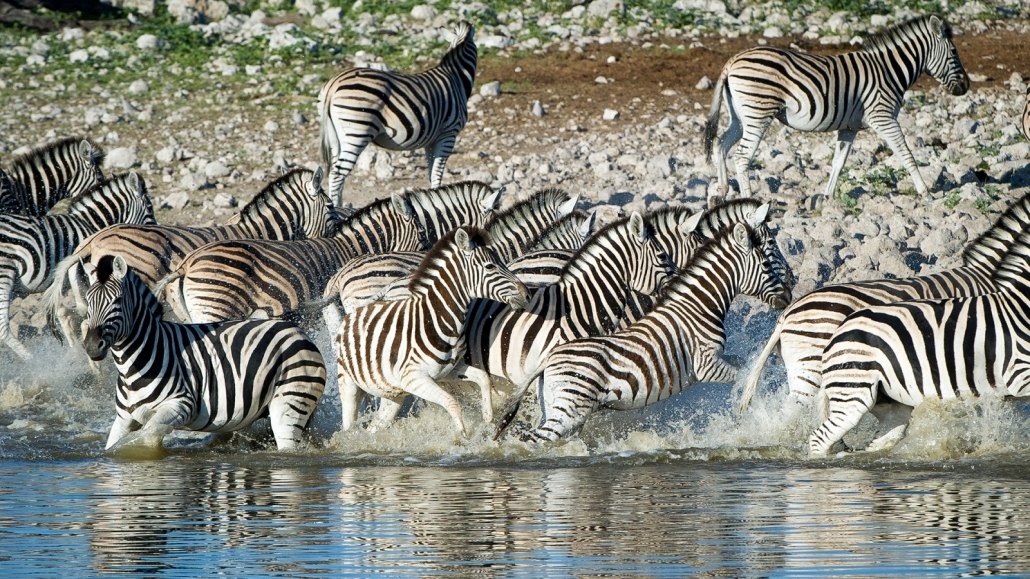 Zebra in Etosha National Park