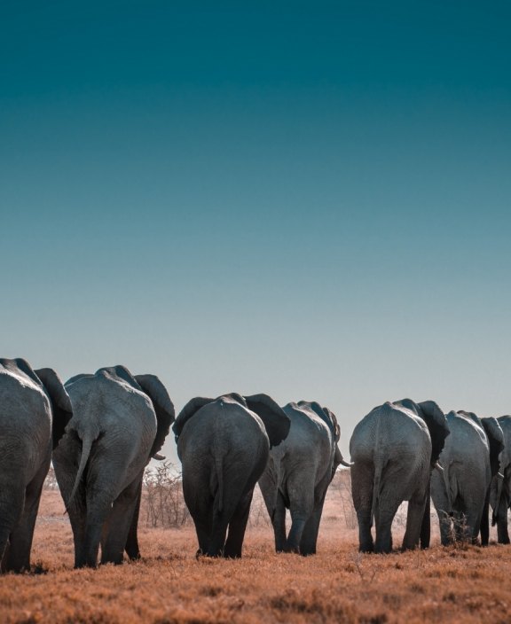 Elephants