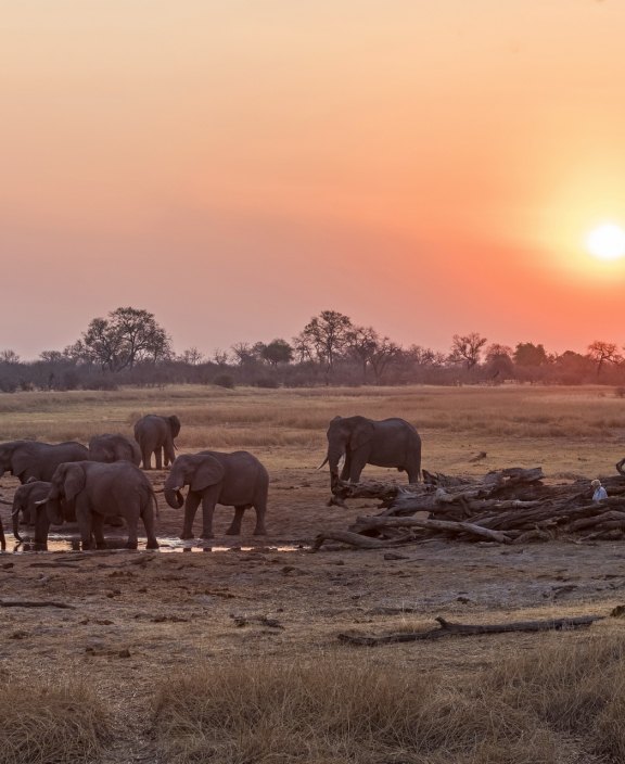Elephants at Savuti Camp