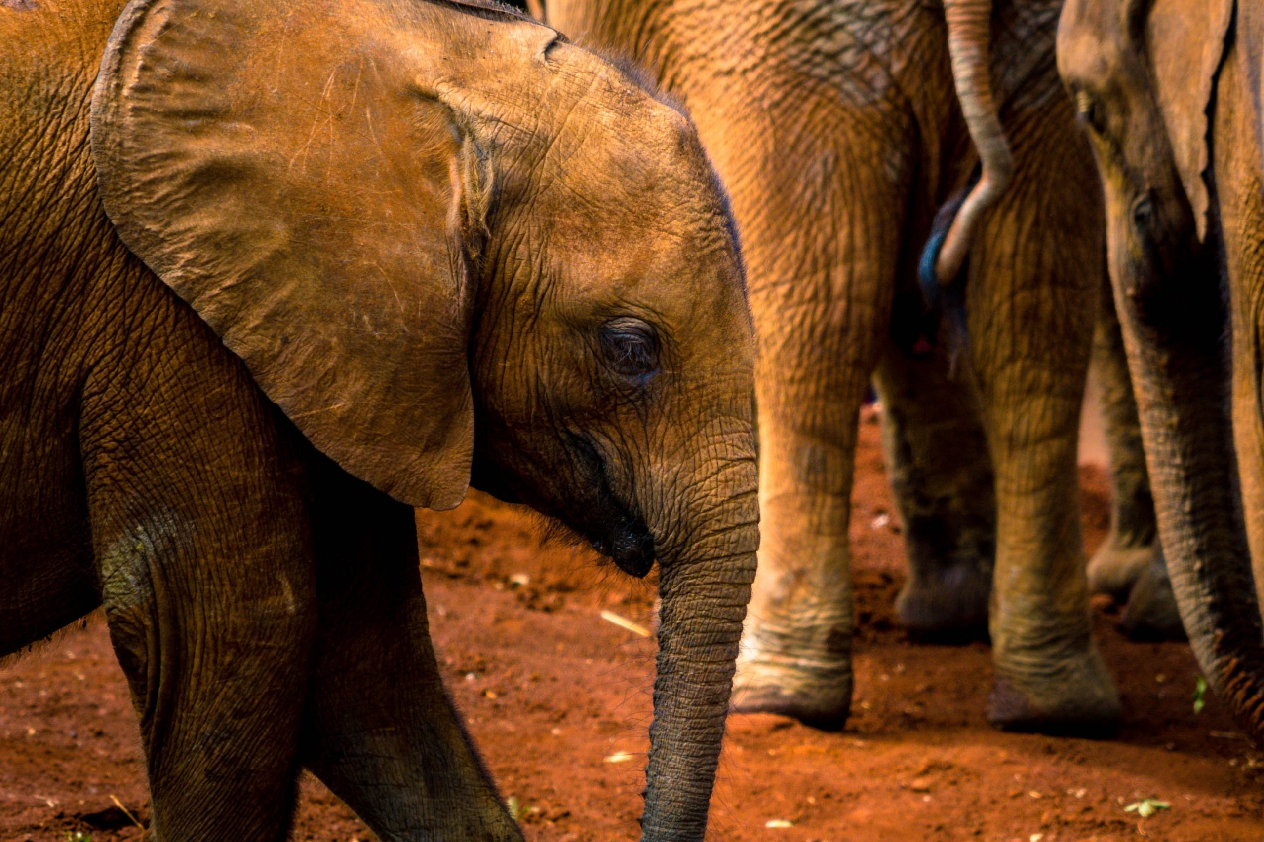 Sheldrick's Elephant Orphanage