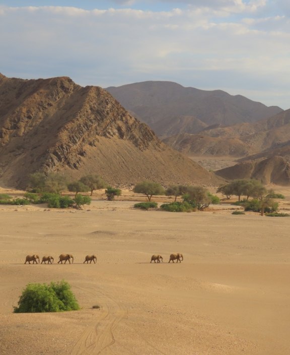 Hoanib Valley Elephants