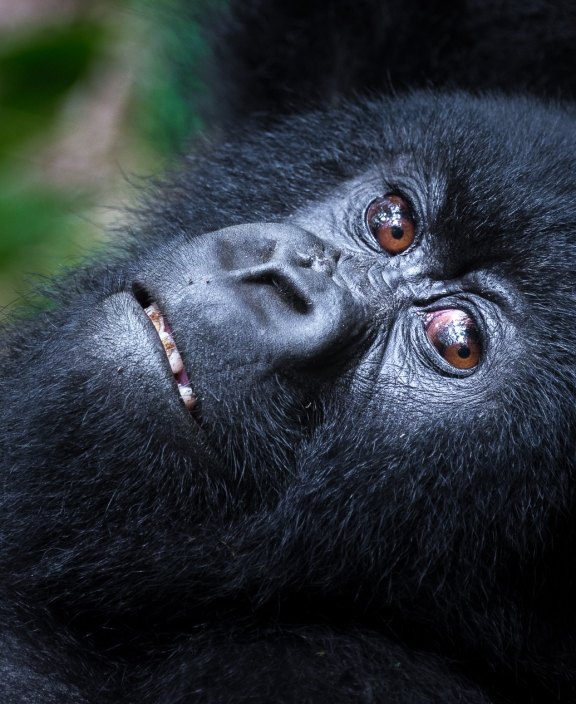 Gorilla