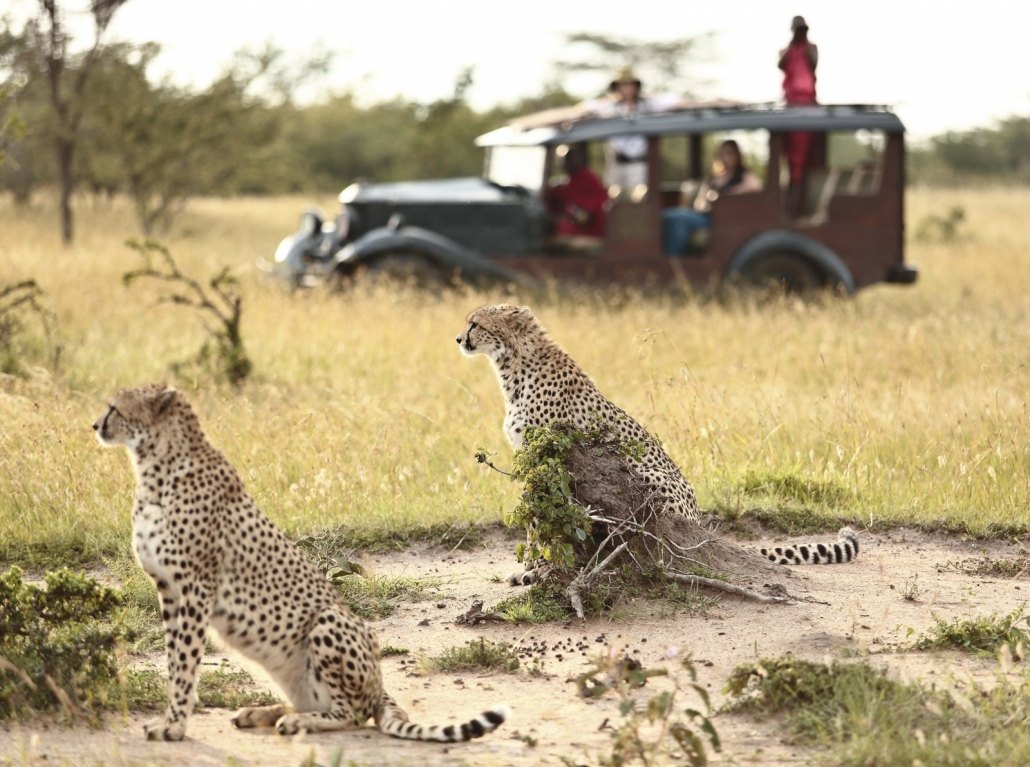 Cottar's Camp Cheetah