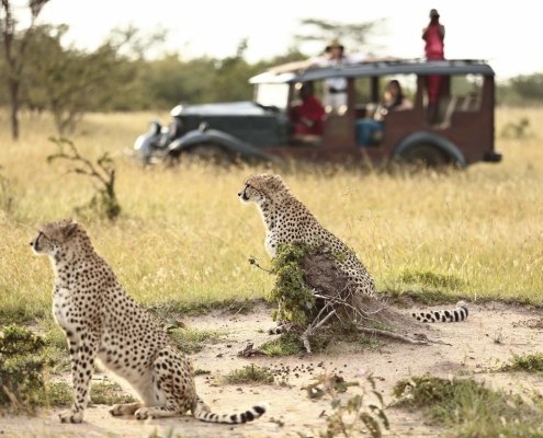 Cottar's Camp Cheetah