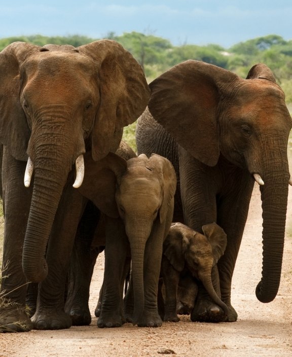 Elephants in Madikwe