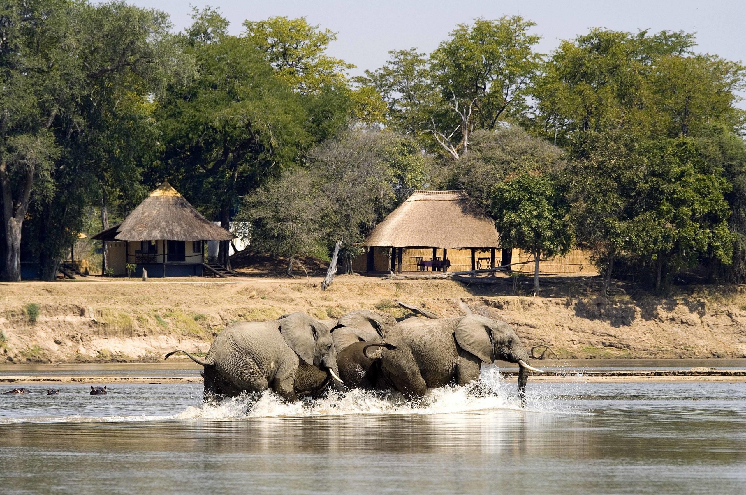 Elephants in front of camp