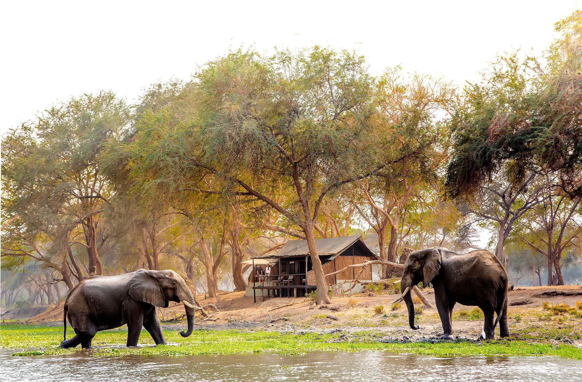 Old Mondoro tents with elephants as neighbours