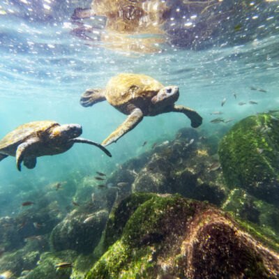 Renato Granieri Marine Turtles