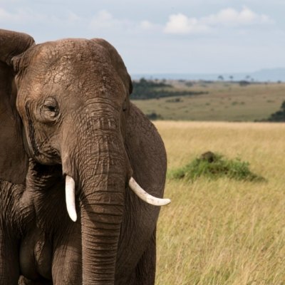p.14-15 Trip Planner - Family Christmas Elephant