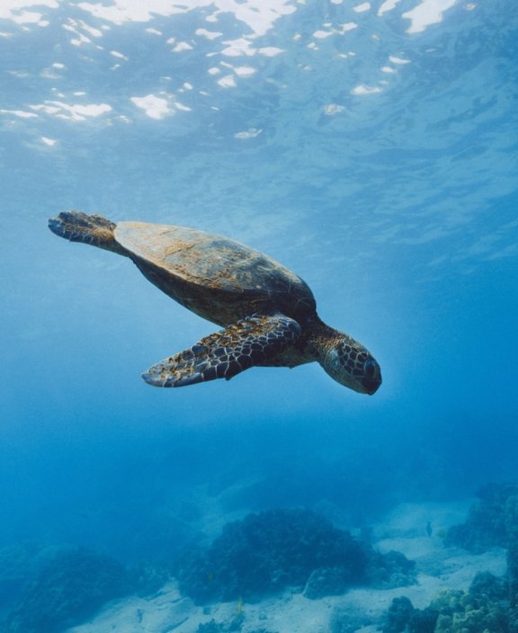 p.25 Galapagos - Diving turtle