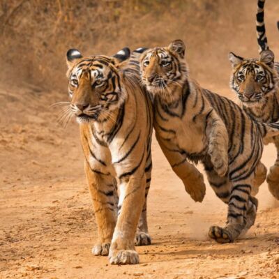 tiger-india-ranthambore