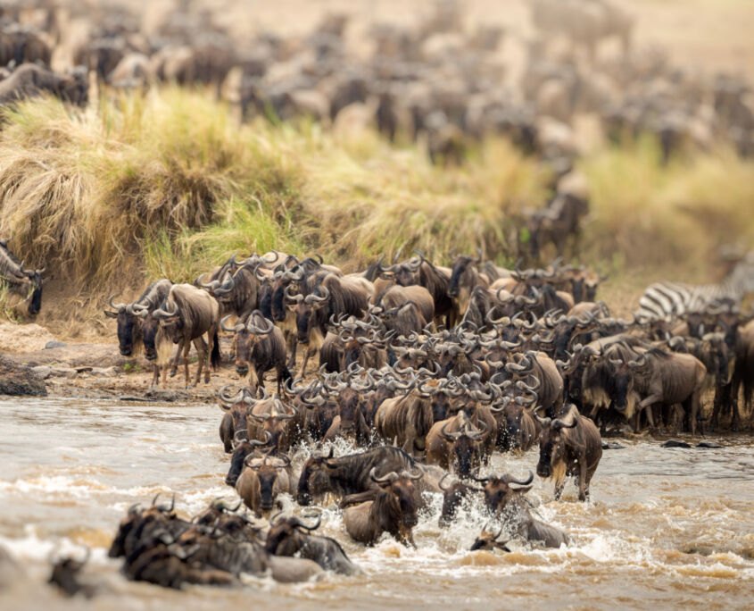 The Great Migration Kenya