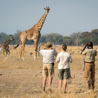 Group Safari Giraffe