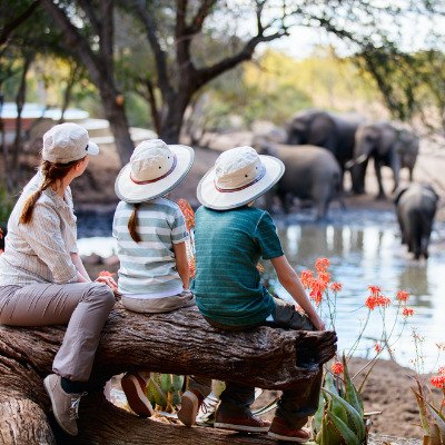 Safari Family Elephants