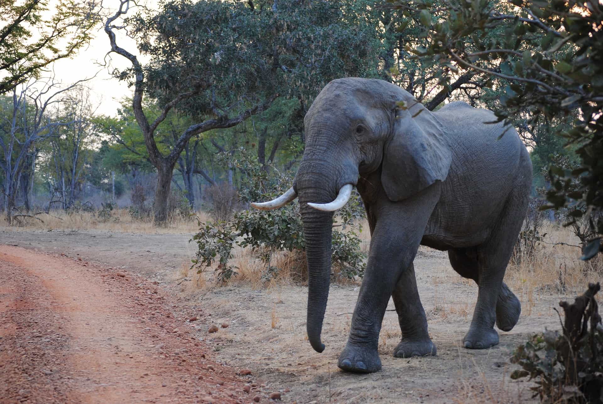 Here Are 7 Incredible Animals You Can See in Zambia | Journal | True Travel