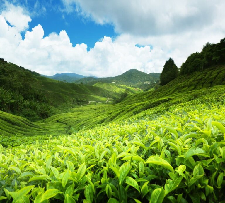 Tea Plantations and The Hill Country - Sri Lanka