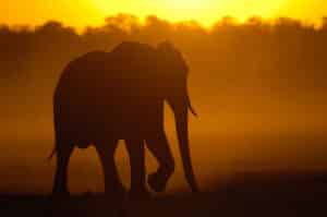 Zimbabwe - Hwange - Elephants