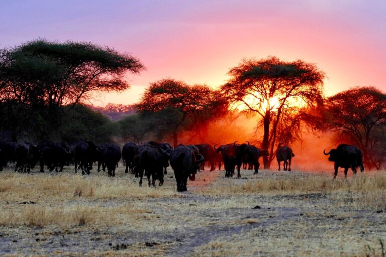 Zambia - North Luangwa