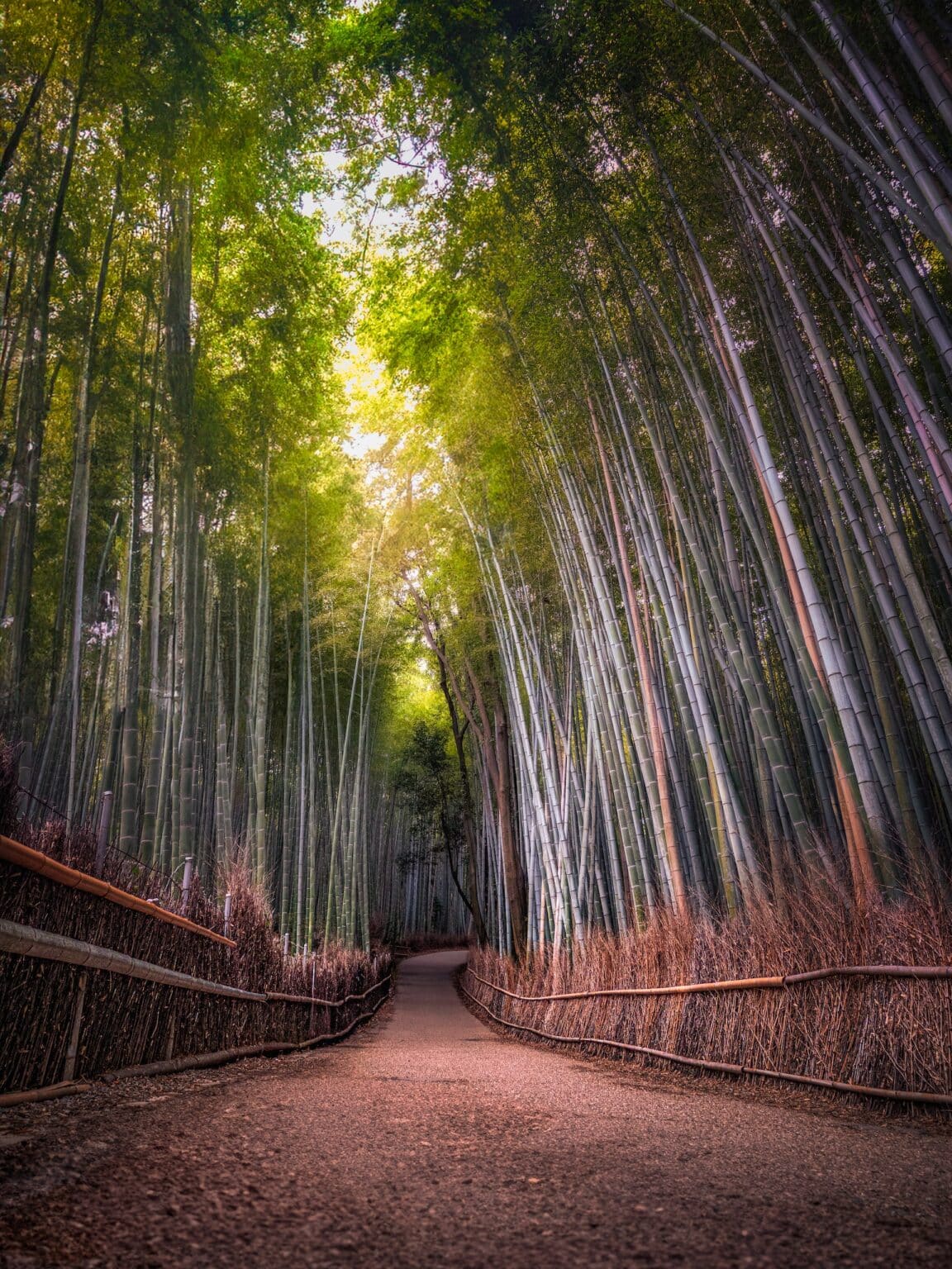 Bamboo Groves in Arashiyama