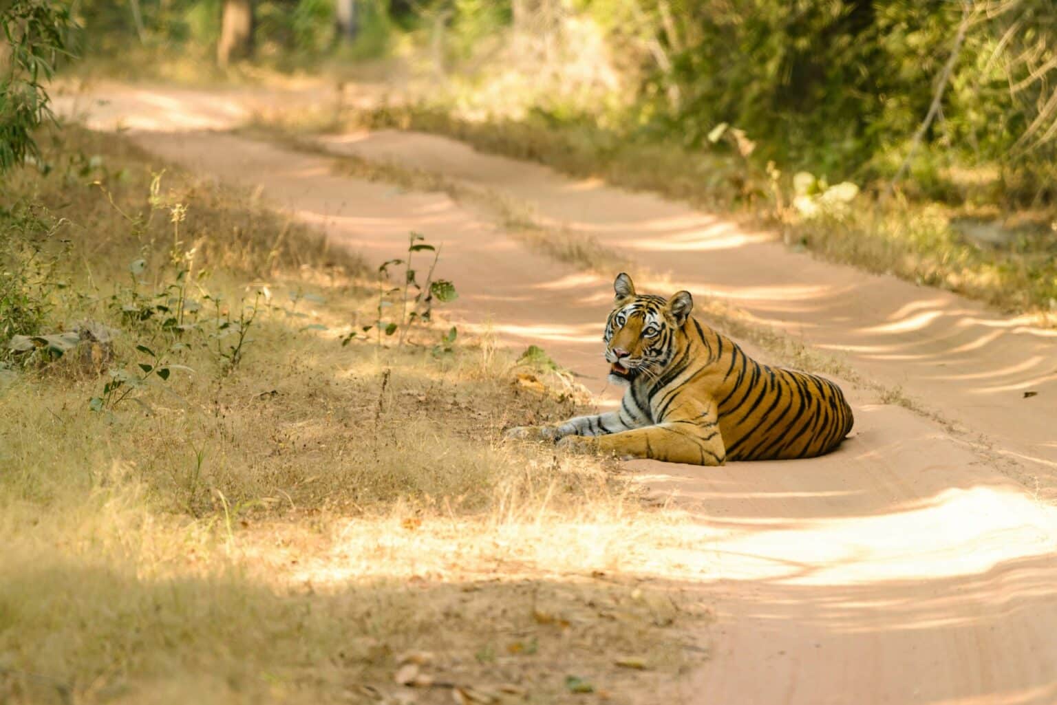 Bandhavgarh National Park - Tigers - India