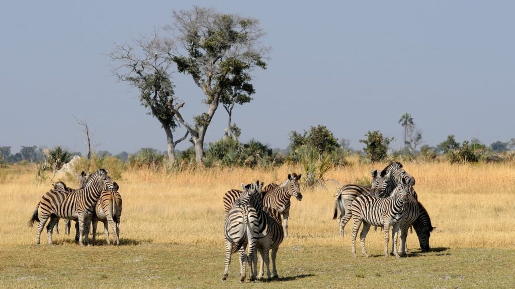 Botswana Zebras