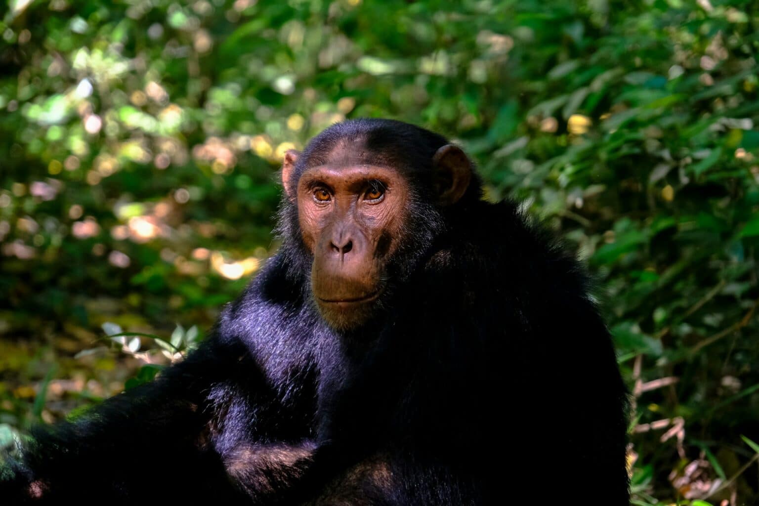 Chimpanzee - Uganda