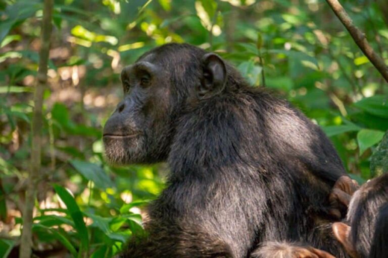 Chimpanzee Trekking - Uganda