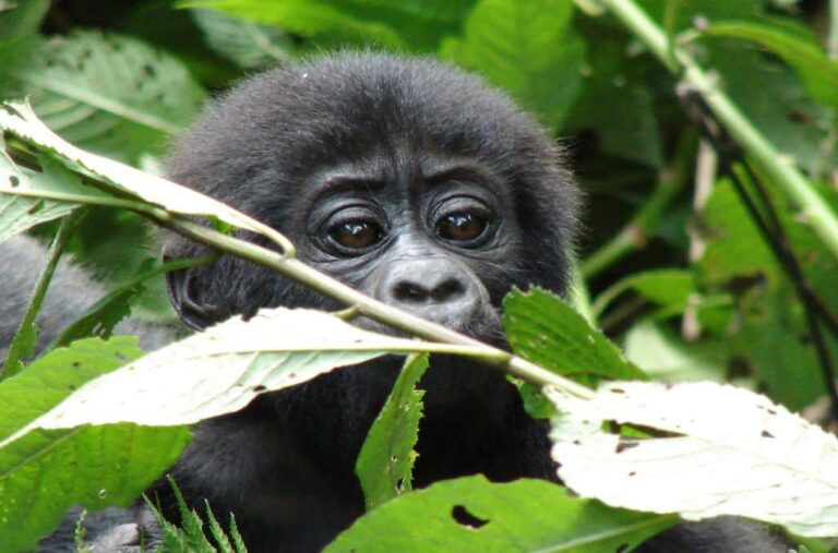 Gorilla Tracking - Uganda