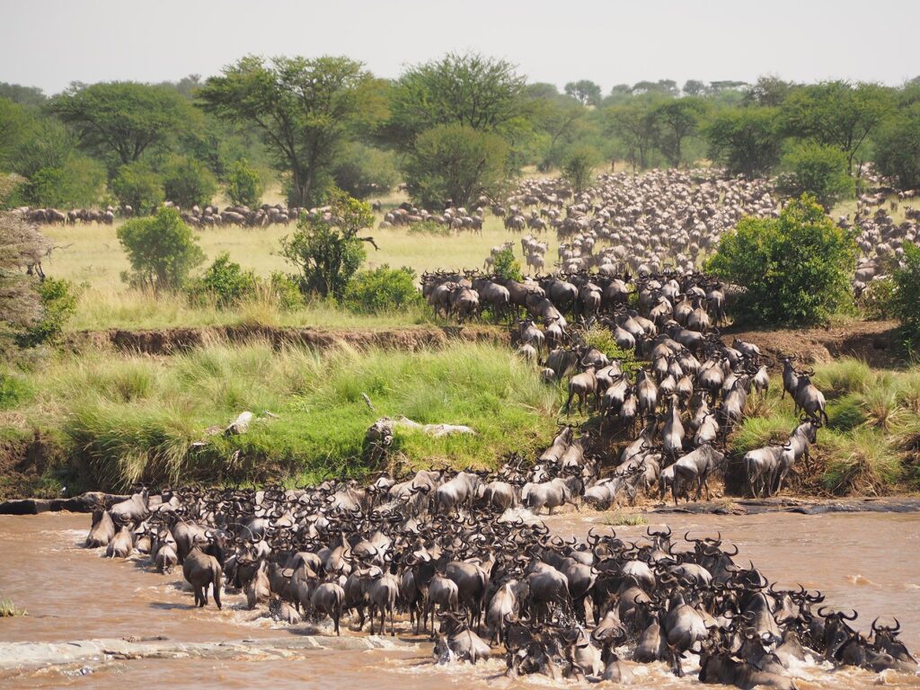 Great Migration -Wildebeest - Tanzania