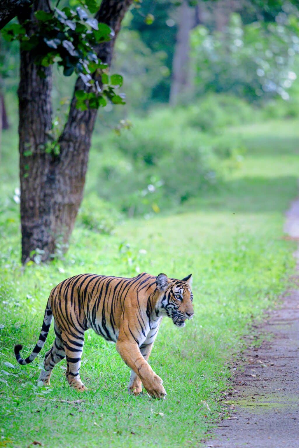 Kabini, India