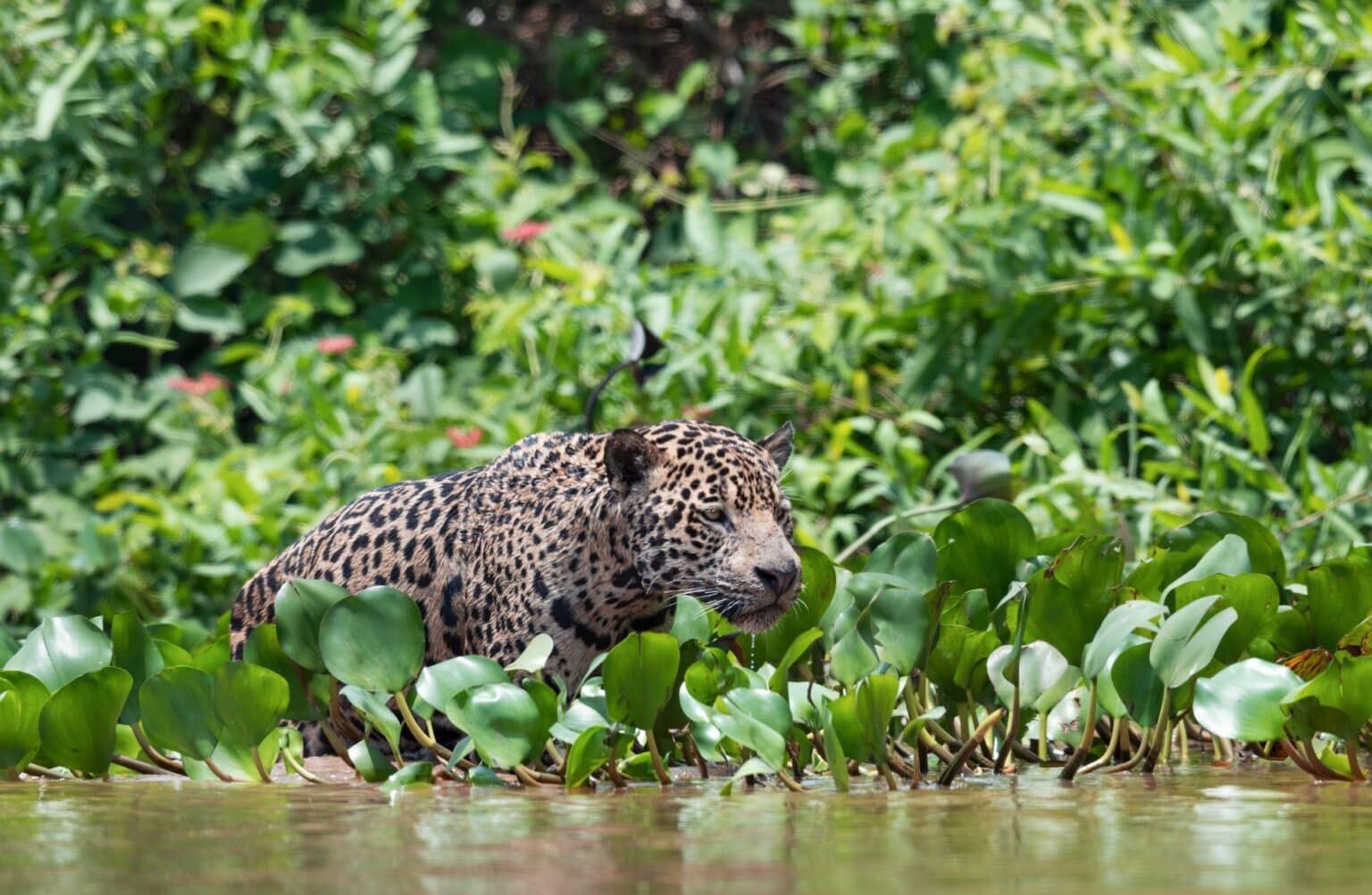 Brazil - Pantanal - Jaguars